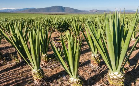 Juja Farm Real Estate Boom: From Sisal Fields to Property Goldmine