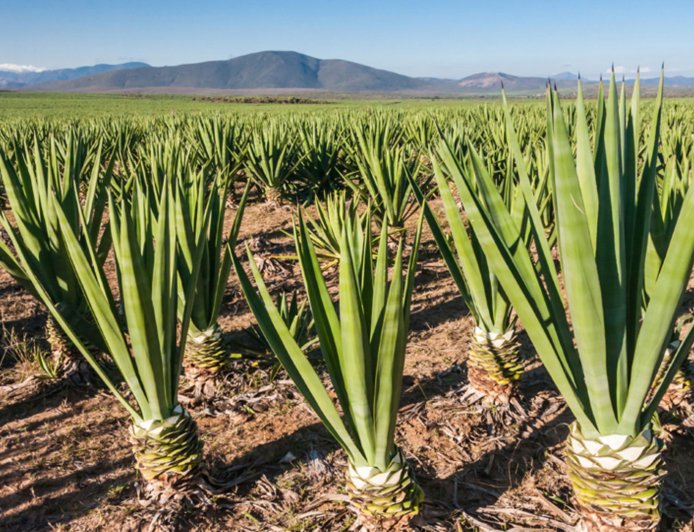 Juja Farm Real Estate Boom: From Sisal Fields to Property Goldmine